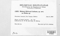 Mainsia holwayi image